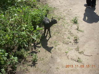 48 8f3. Uganda - eclipse site - goat