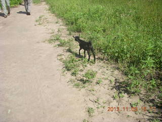 Uganda - eclipse site - goat