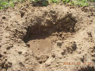 Uganda - eclipse site - former termite mound?