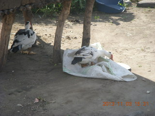 Uganda - eclipse site - ducks