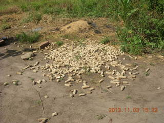 80 8f3. Uganda - eclipse site - corn cobs?