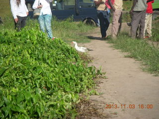 Uganda - eclipse site - duck