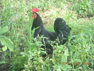 Uganda - eclipse site - rooster