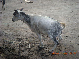 Uganda - eclipse site - goat