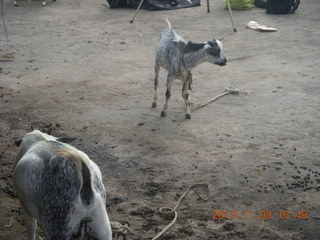 Uganda - eclipse site - goats