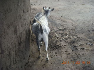 Uganda - eclipse site - goat