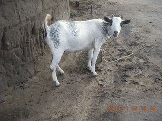 Uganda - eclipse site - goat