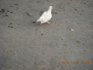 Uganda - eclipse site - duck