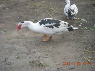 Uganda - eclipse site - ducks