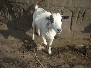 136 8f3. Uganda - eclipse site - goat