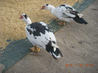 Uganda - eclipse site - ducks