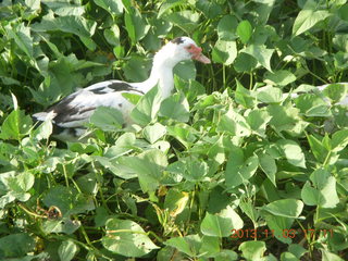 Uganda - eclipse site - duck