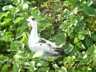 Uganda - eclipse site - duck