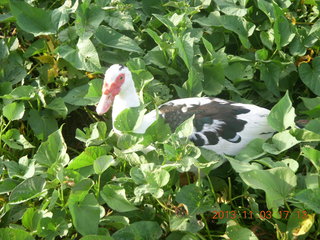 Uganda - eclipse site - duck