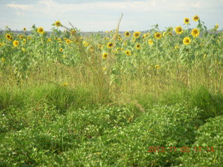 Uganda - eclipse site - sunflowers