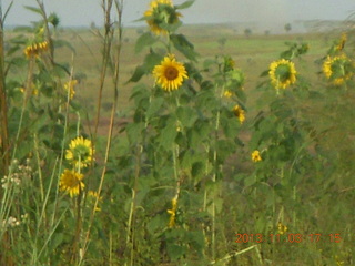 Uganda - eclipse site - sunflowers