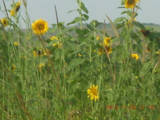 Uganda - eclipse site - sunflowers