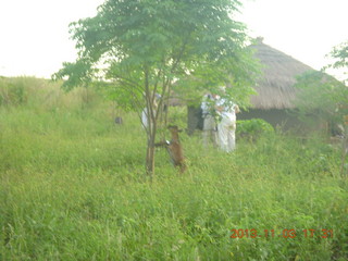 Uganda - eclipse site - goat