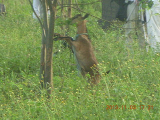 Uganda - eclipse site - goat