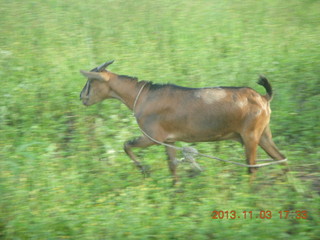 Uganda - eclipse site - goat