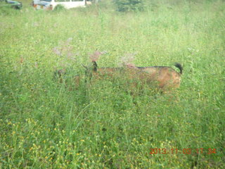 Uganda - eclipse site - goat