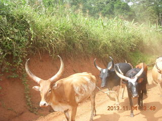 Uganda - drive to chimpanzee park - cattle