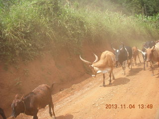 Uganda - drive to chimpanzee park