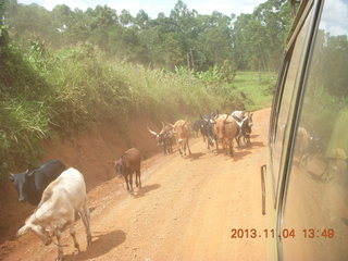 Uganda - drive to chimpanzee park