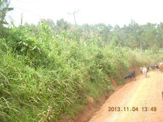 Uganda - drive to chimpanzee park