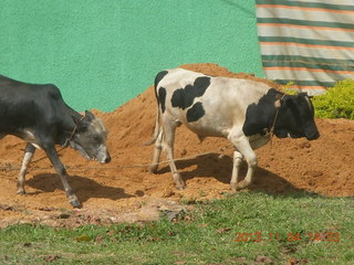 Uganda - drive to chimpanzee park - lunch