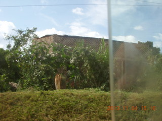 Uganda - drive to chimpanzee park - lunch