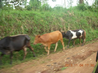 Uganda - drive to chimpanzee park