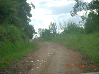 Uganda - drive to chimpanzee park - bull