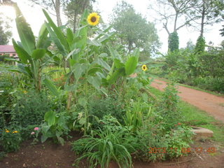 Uganda - farm resort - flowers