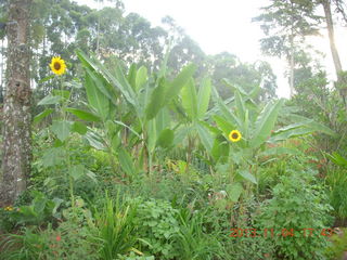 Uganda - drive to chimpanzee park