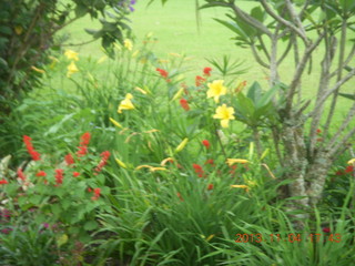 Uganda - farm resort - flowers