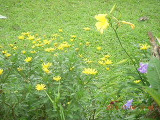 Uganda - farm resort - flowers