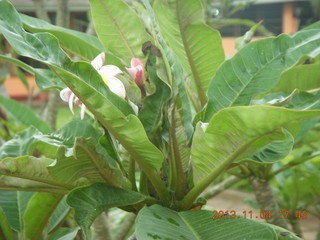 124 8f4. Uganda - farm resort - flowers