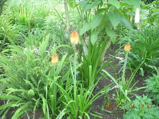 Uganda - farm resort - flowers