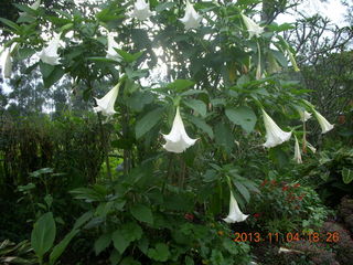 Uganda - farm resort - flowers