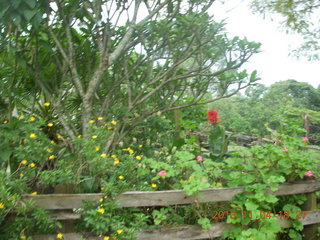 141 8f4. Uganda - farm resort - flowers