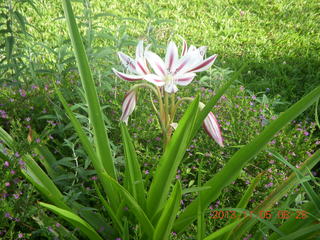 Uganda - farm resort - flower