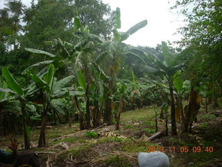 Uganda - farm resort - walk in the forest