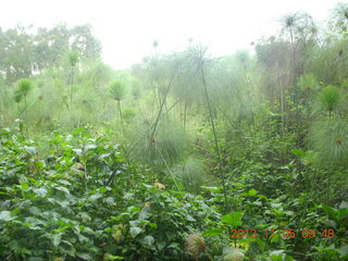 31 8f5. Uganda - farm resort - walk in the forest