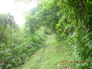 32 8f5. Uganda - farm resort - walk in the forest