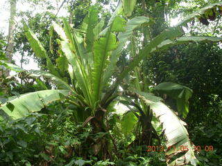 Uganda - farm resort - walk in the forest - inside the trumpet flower