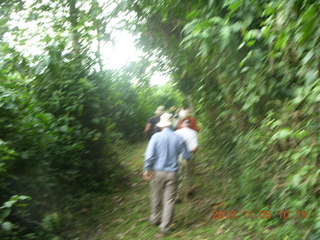 44 8f5. Uganda - farm resort - walk in the forest