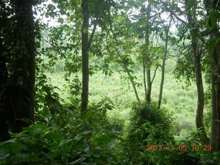 50 8f5. Uganda - farm resort - walk in the forest