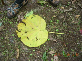 Uganda - farm resort - walk in the forest