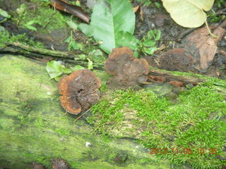 Uganda - farm resort - walk in the forest - hole that tripped one of us